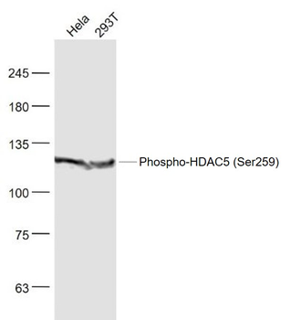Phospho-HDAC5 (Ser259) Rabbit Polyclonal Antibody
