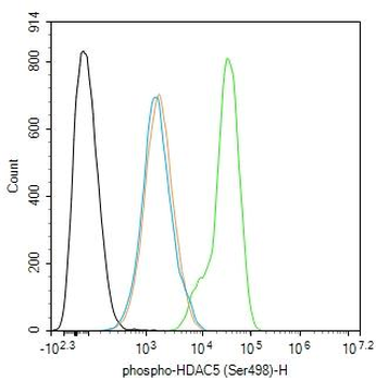 Phospho-HDAC5 (Ser498) Rabbit Polyclonal Antibody