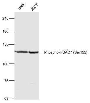 Phospho-HDAC7 (Ser155) Rabbit Polyclonal Antibody