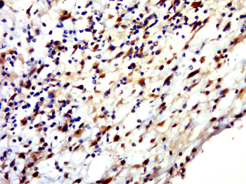 HENMT1 Rabbit Polyclonal Antibody