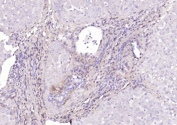CD90/Thy-1 Mouse Monoclonal Antibody