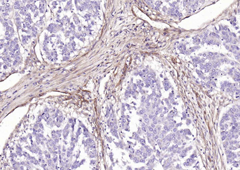 CD90/Thy-1 Mouse Monoclonal Antibody
