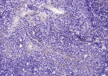 CD90/Thy-1 Mouse Monoclonal Antibody