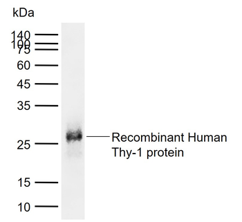 CD90/Thy-1 Mouse Monoclonal Antibody