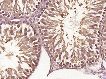 Phospho-HER4 (Tyr1056) Rabbit Polyclonal Antibody