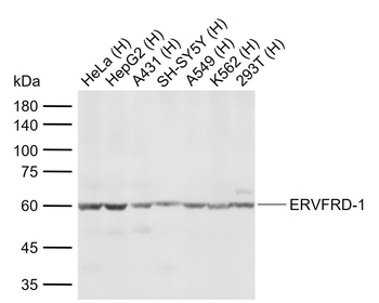 ERVFRD-1 Rabbit Polyclonal Antibody