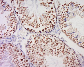HEXO Rabbit Polyclonal Antibody