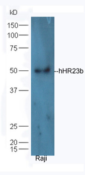 RAD23B Rabbit Polyclonal Antibody