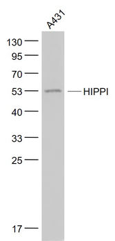 HIPPI Rabbit Polyclonal Antibody