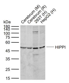 HIPPI Rabbit Polyclonal Antibody
