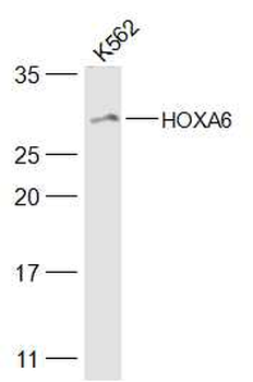 HOXA6 Rabbit Polyclonal Antibody