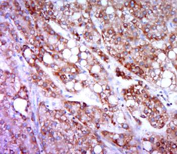 HRH4/GPCR105 Rabbit Polyclonal Antibody