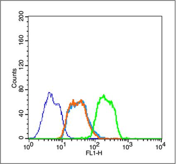 Phospho-HSP70 (Tyr41) Rabbit Polyclonal Antibody