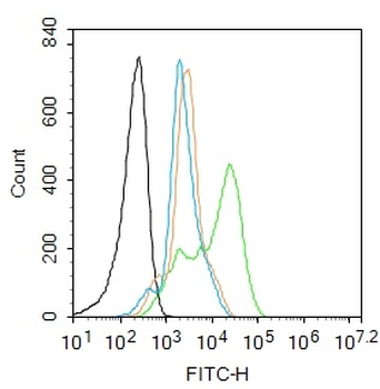 Phospho-HSP70 (Tyr41) Rabbit Polyclonal Antibody