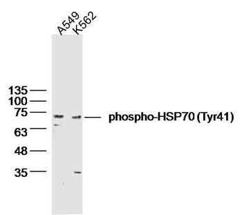 Phospho-HSP70 (Tyr41) Rabbit Polyclonal Antibody