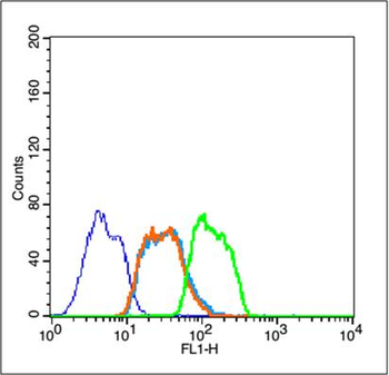 Phospho-HSP70 (Tyr611) Rabbit Polyclonal Antibody