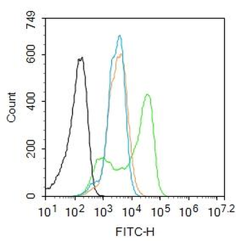 HSP70 Rabbit Polyclonal Antibody