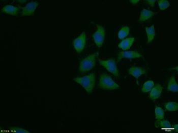 HSP90 alpha Rabbit Polyclonal Antibody