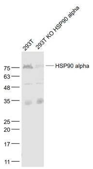 HSP90 alpha Rabbit Polyclonal Antibody
