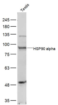 HSP90 alpha Rabbit Polyclonal Antibody