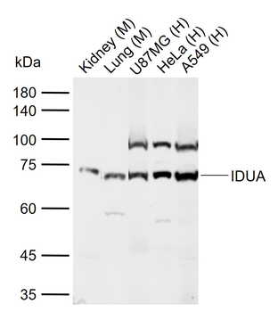 IDUA Rabbit Polyclonal Antibody