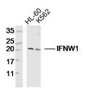 IFNW1 Rabbit Polyclonal Antibody