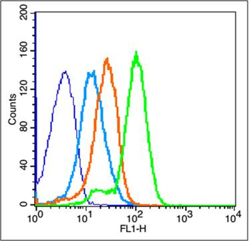 IGF1R Rabbit Polyclonal Antibody
