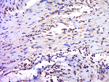 IGFL4 Rabbit Polyclonal Antibody