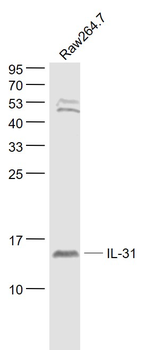 IL-31 Rabbit Polyclonal Antibody