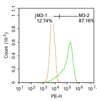 Phospho-IRE1a (Ser 726) Rabbit Polyclonal Antibody