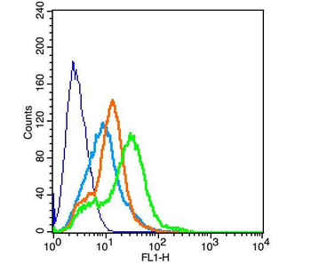 KCNQ2 Rabbit Polyclonal Antibody