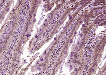 KIBRA Rabbit Polyclonal Antibody