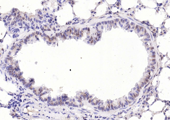 KIBRA Rabbit Polyclonal Antibody