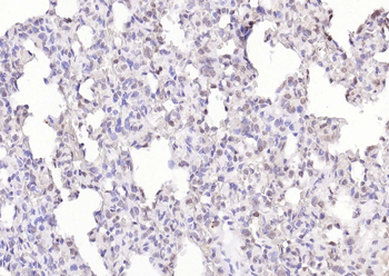 KIBRA Rabbit Polyclonal Antibody