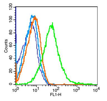KIRREL3 Rabbit Polyclonal Antibody