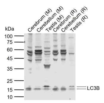 LC3B Rabbit Polyclonal Antibody