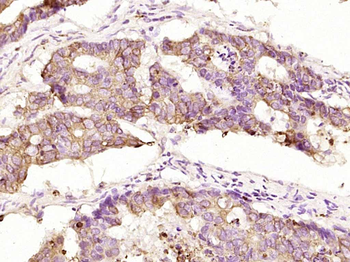 MPO Rabbit Polyclonal Antibody