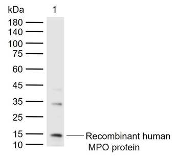 MPO Rabbit Polyclonal Antibody