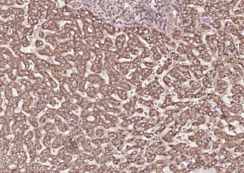 Monoamine Oxidase B Rabbit Polyclonal Antibody