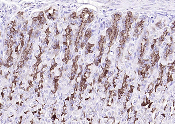 MBOAT4 Rabbit Polyclonal Antibody