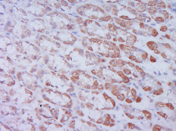 MBOAT4 Rabbit Polyclonal Antibody