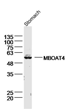 MBOAT4 Rabbit Polyclonal Antibody