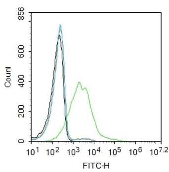 MCT1 Rabbit Polyclonal Antibody