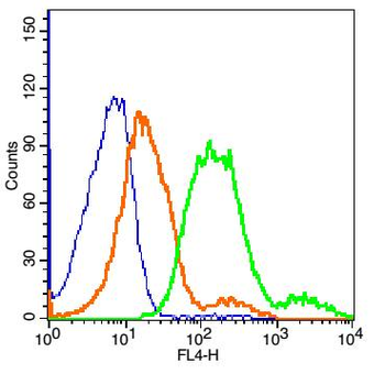 MCT1 Rabbit Polyclonal Antibody