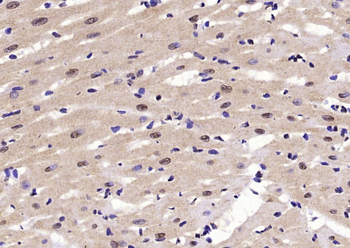 Meis homeobox 3 Rabbit Polyclonal Antibody