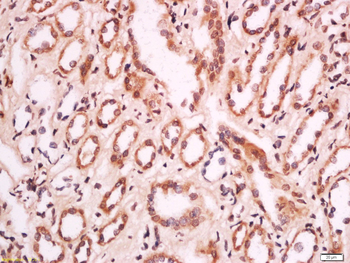 MELK Rabbit Polyclonal Antibody