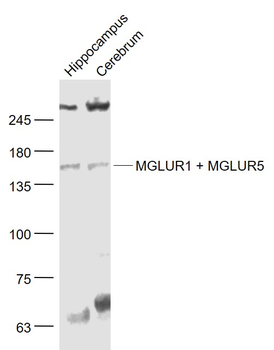 GRM1 + GRM5 Rabbit Polyclonal Antibody