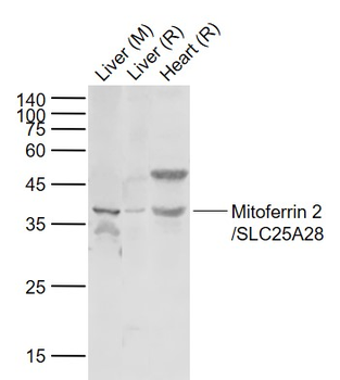 Mitoferrin 2/SLC25A28 Rabbit Polyclonal Antibody