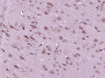 MOBP Rabbit Polyclonal Antibody