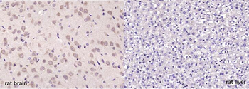 MOBP Rabbit Polyclonal Antibody